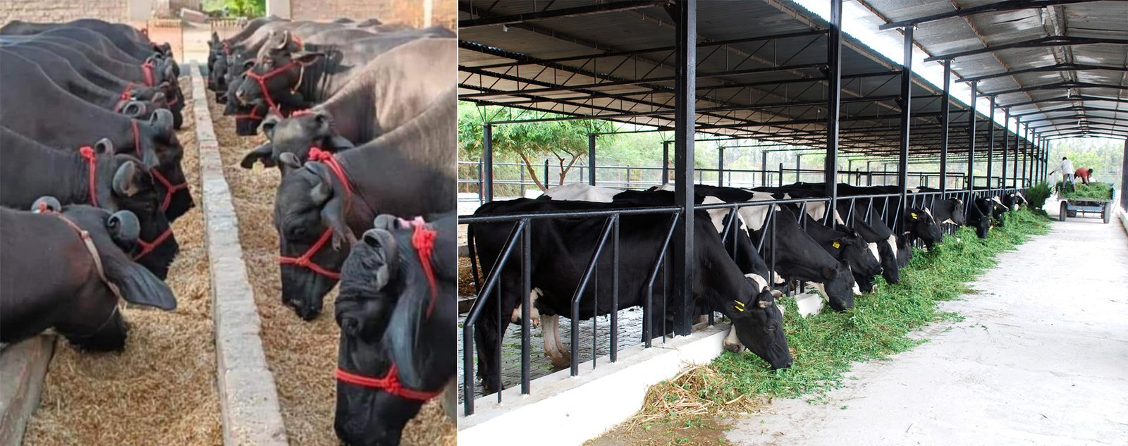 GIC Dairy ,Fish & Poultry Farming Training